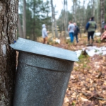 Maple Sugaring at Mount Prospect Academy