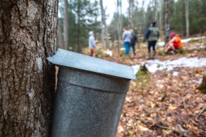 Maple Sugaring at Mount Prospect Academy