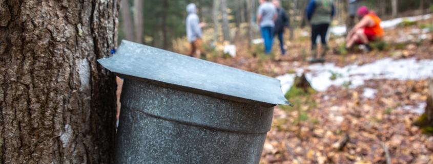 Maple Sugaring at Mount Prospect Academy