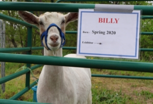Billy the goat at MPA's Hall Farm