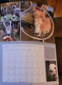 Pictures of donekys on a calendar