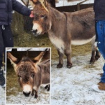 Rosie the miniature donkey