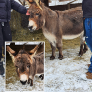 Rosie the miniature donkey